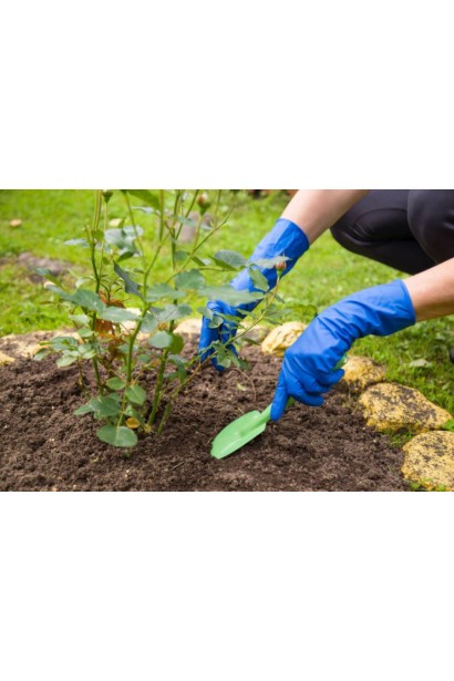 Посадка троянди Ювілей Кордеса на клумбі